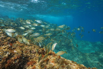 Mediterranean sea shoal of fish underwater ( dreamfish Sarpa salpa ), France