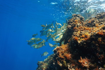 Naklejka na ściany i meble Mediterranean sea underwater fish shoal and rock below water surface ( Sarpa salpa ), Corsica, France