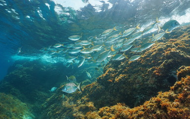 Fototapeta na wymiar Mediterranean sea underwater a school of fish with rock below water surface, dreamfish Sarpa salpa with some white sea bream, France