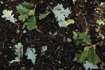 Arrangement of acorns and oak leaves on the ground