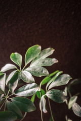 Dark green plants in the interior design. Vintage textured red brick wall