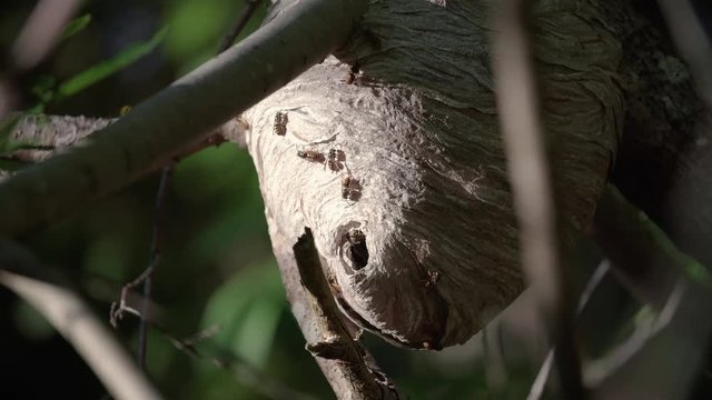 Wasp Nest Opening Close Up in Forest