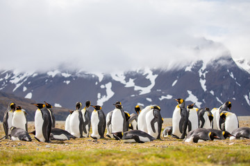 penguin in the arctic