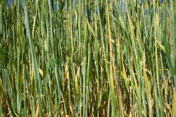Green barley stems.