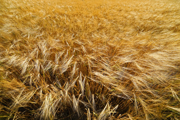 Golden barley field.