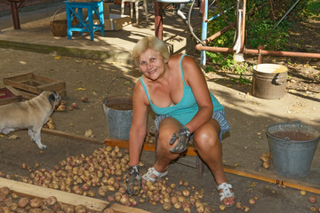 Senior woman is sorting root crop of homegrown potato. © vaz1