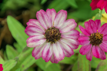 Fototapeta premium pink flower in the garden