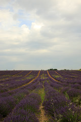 Obraz na płótnie Canvas Lavendel in der Provence