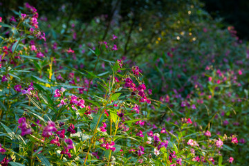Drüsiges Springkraut (Impatiens glandulifera) in Deutschland im Abendlicht