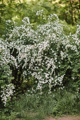 flowering bush