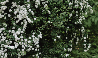 flowering bush