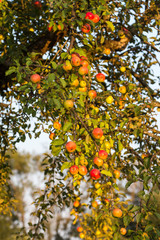 cider apples on a tree