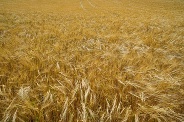 Barley field. Rich harvest Concept