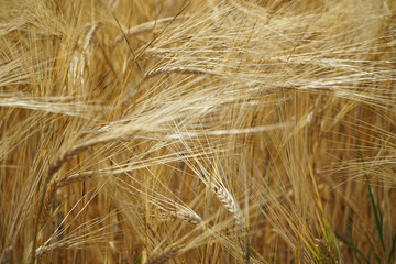 Golden ears corn on the field.
