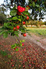 Streuobstwiese im Herbst in Baden-W&uuml;rttemberg / Apfelschwemme