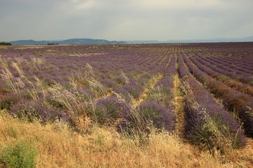 Lavendel in der Provence