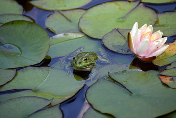 Teichfrosch zwischen Seerosenblättern