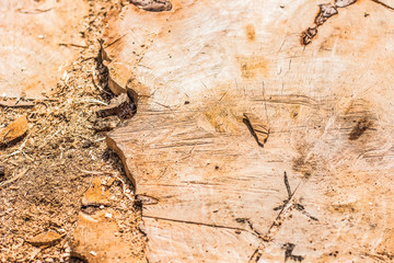 soft focus wooden stump sawdust background texture concept with empty space for copy or text 