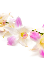 Obraz na płótnie Canvas Pink orchid flower on a white background