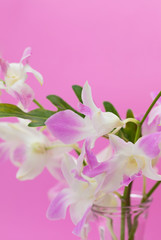 Fototapeta na wymiar Pink orchid flower on a purple background