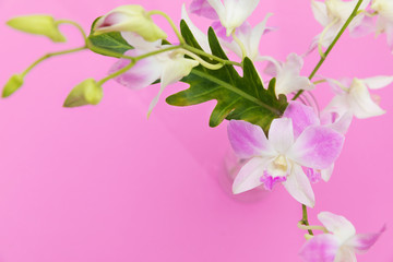 Pink orchid flower on a purple background