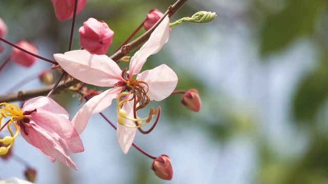 Flowers of Cassia bakeriana or common name Horse Cassia , Pink Cassia , Pink Shower or Wishing Tree. Flowering plants in the legume family usually found in every part of Thailand.