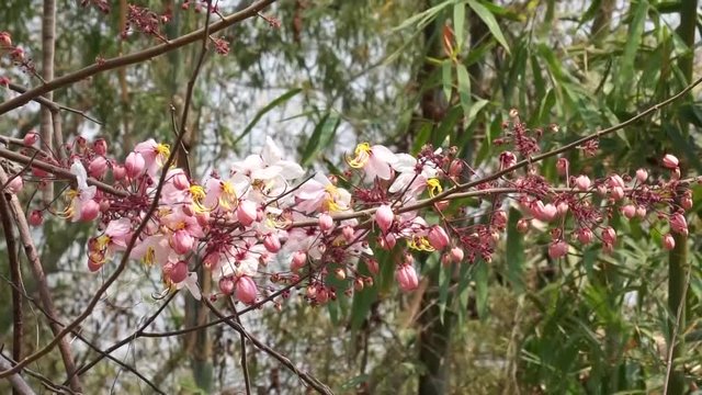 Flowers of Cassia bakeriana or common name Horse Cassia , Pink Cassia , Pink Shower or Wishing Tree. Flowering plants in the legume family usually found in every part of Thailand.