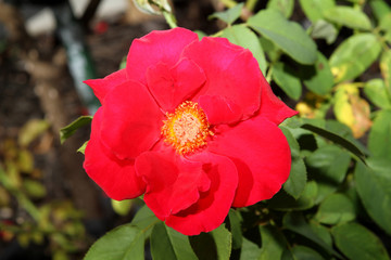 Obraz premium Flower