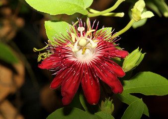 Flower - Passiflora Mary Jane