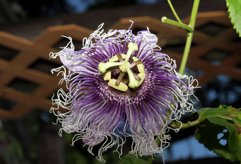 Flower - Passiflora Inspiration