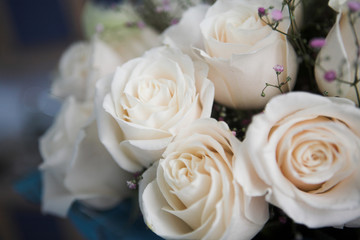  Beautiful white roses 