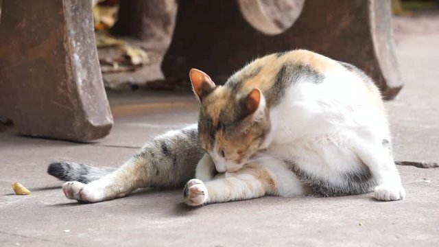 Orange and white Cat lays down on the street and lick its body.