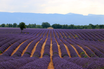Lavendelfelde in der Provence
