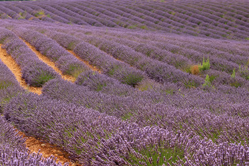 Naklejka na ściany i meble Lavendelfelde in der Provence
