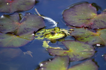 Teichfrosch