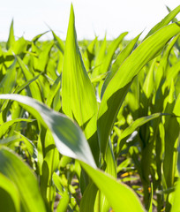 green corn plants