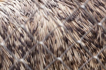 details of feather emus feathers