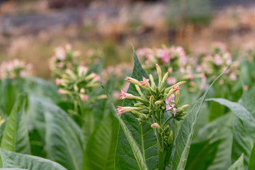 Tobacco plantations in Ransol, Andorra