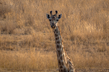 Giraffe closeup in the middle of vlei savanna, Matopos, Zimbabwe
