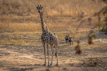 Giraffe and warthog looking, Matopos, Zimbabwe