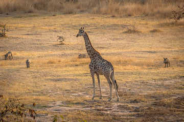 Giraffe and warthog in vlei, Matopos, Zimbabwe