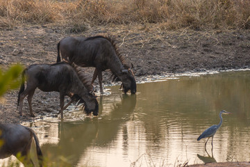 Wilderbeast drinking on water hole with a grey heron standing, Matopos, Zimbabwe