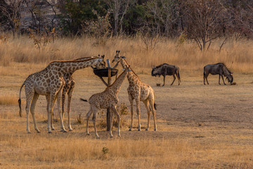 Naklejka na ściany i meble Giraffes and wilderbeast feeding, Matopos, Zimbabwe