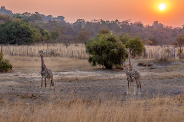 Naklejka na ściany i meble Group of giraffes at sunset,, Matopos national park, Zimbabwe