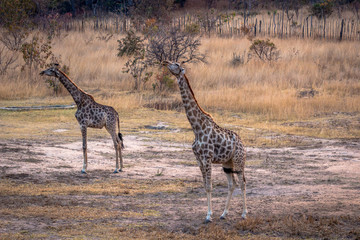 Giraffes at sunset vlei, Matopos, Zimbabwe