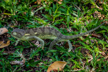 Chameleon on the grass trying to get away to safety, Matopos, Zimbabwe