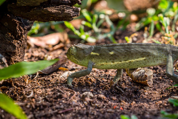 Chameleon trying to get away to safety, Matopos, Zimbabwe