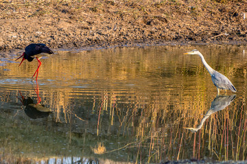 Saddle-billed stork and grey heron fishing in pond, Matopos, Zimbabwe