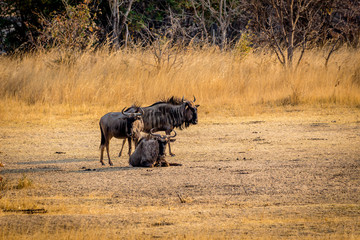Wilderbeast having a rest on a hot day, Matopos, Zimbabwe