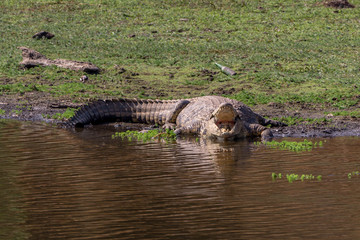 "Smile!" Crocodile with its mouth open resting near the water, Matopos, Zimbabwe